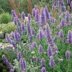 Blue Blazes Agastache 8 Blue Blazes Agastache -Garden Care Sale western swallowtail sipping agastache blue blazes 4