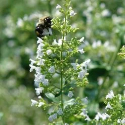 White Cloud Calamintha -Garden Care Sale white cloud calamintha 1