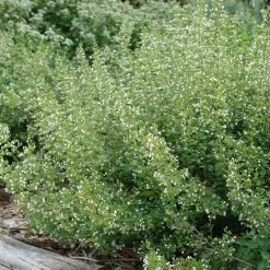 White Cloud Calamintha -Garden Care Sale white cloud calamintha 2
