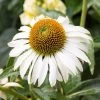 Happy Star Echinacea -Garden Care Sale white echinacea happy star close up cropped 1