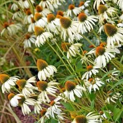 Happy Star Echinacea -Garden Care Sale white echinacea happy star cropped 1