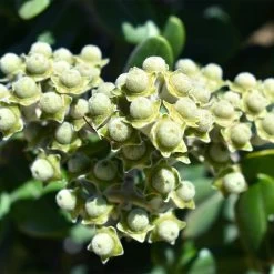 Ice Ballet Swamp Milkweed 10 Ice Ballet Swamp Milkweed -Garden Care Sale white ice ballet milkweed asclep