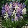 Wood Hyacinth Mix (Spanish Bluebells) -Garden Care Sale woodhyacinthmix 1