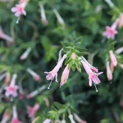 Woody's Peach Surprise Hummingbird Trumpet (Zauschneria) -Garden Care Sale woody s peach surprise closeup cropped