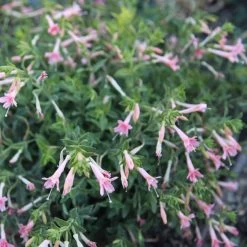 Woody's Peach Surprise Hummingbird Trumpet (Zauschneria) -Garden Care Sale woodys peach surprise cropped