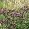 Woolly Ironweed (Vernonia) -Garden Care Sale woolly ironweed 1