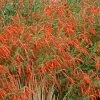 Sky Island Orange Hummingbird Trumpet (Zauschneria) -Garden Care Sale zauchneria canum v arizonica sky island orange 500