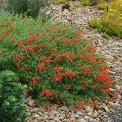 Orange Carpet® Creeping Hummingbird Trumpet (Zauschneria) -Garden Care Sale zauschneria garrettii orange carpet pat hayward plant select