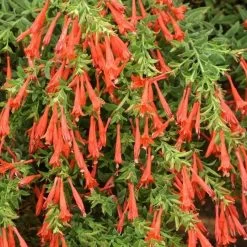 Orange Carpet® Creeping Hummingbird Trumpet (Zauschneria) -Garden Care Sale zauschneria garrettii orange carpet pat hayward plant select garden