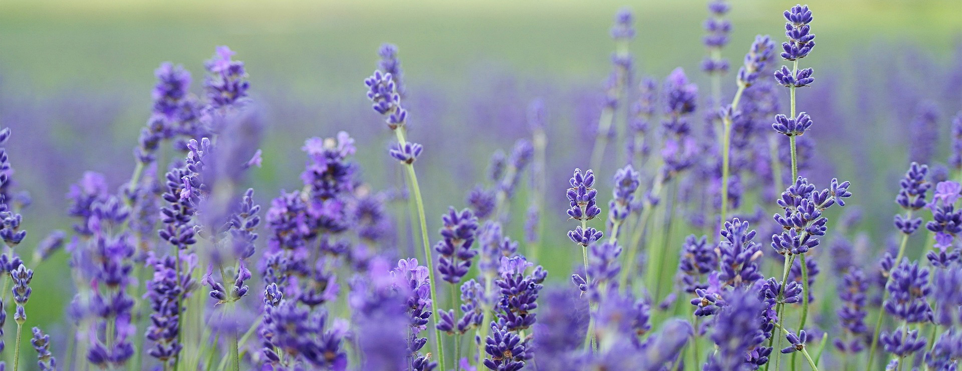 Garden Care Sale 3 Garden Care Sale -Garden Care Sale lavender field 1031258 1920